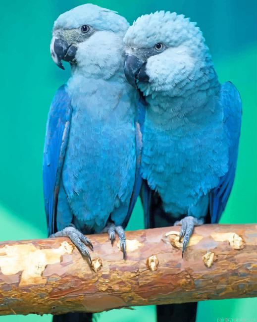 Spixs Macaw Birds Painting By Numberss.png