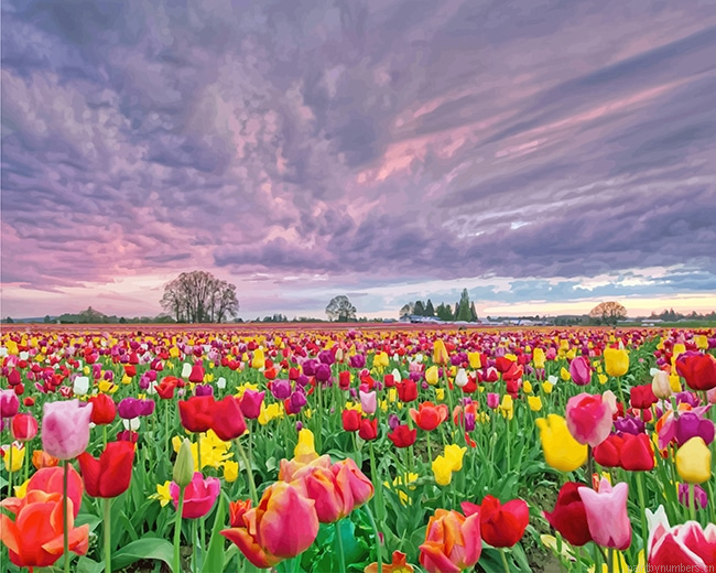 Spring Field Tulip Flowers Nature Painting By Numberss.png