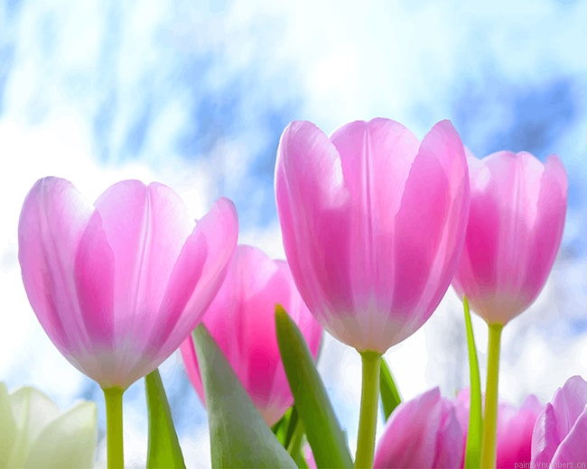 Spring Pink Tulips Flowers Painting By Numberss.png