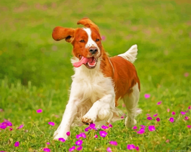 Springer Spaniel Painting By Numberss.png