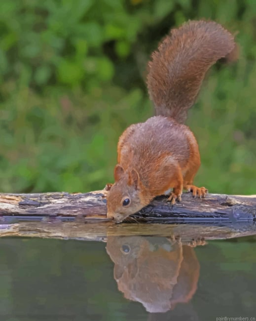 Squirrel Drinking Water Animals Painting By Numberss.png