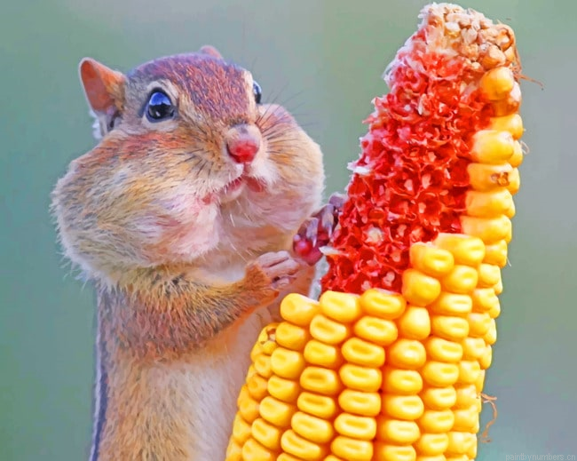 Squirrel Eating Corn Animals Painting By Numberss.png