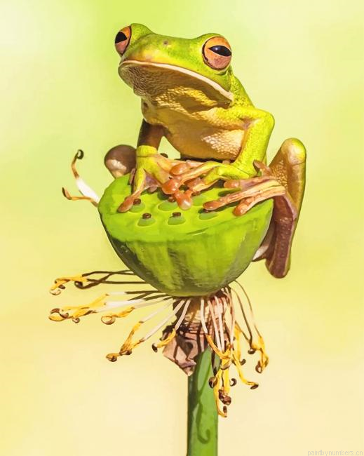 Squirrel Tree Frog Amphibians Painting By Numbers.png