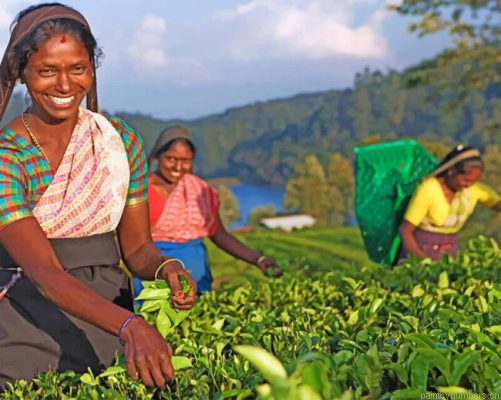 Sri Lanka Women Painting By Numbers.png