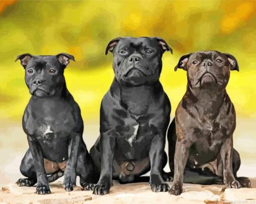Staffy Dogs Painting By Numbers.png