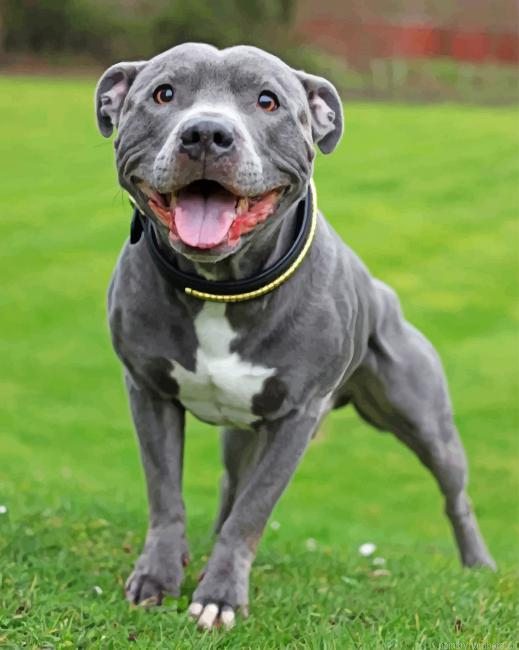 Staffy Painting By Numberss.png