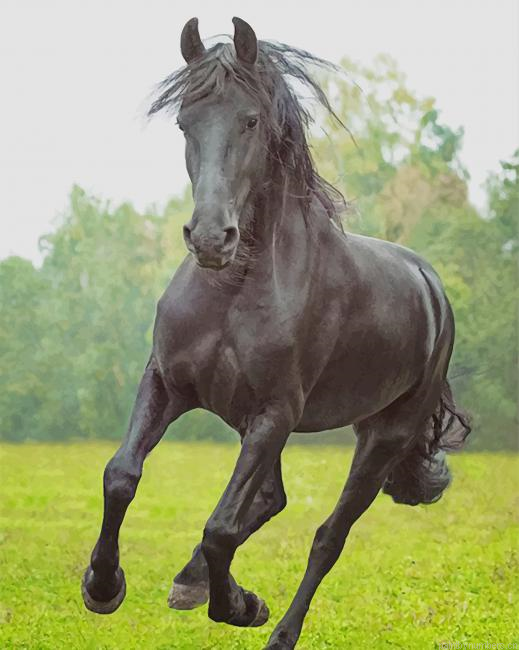 Stallion Horse Animals Painting By Numberss.png