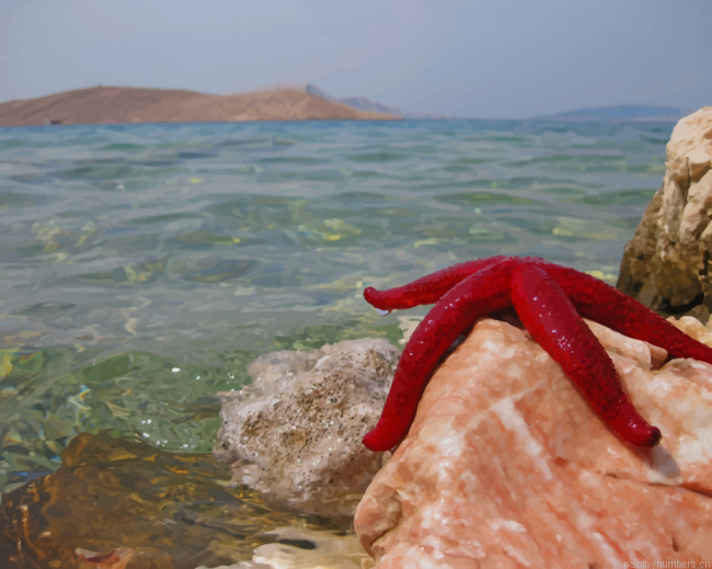 Starfish On Shore Rocks Painting By Numberss.png