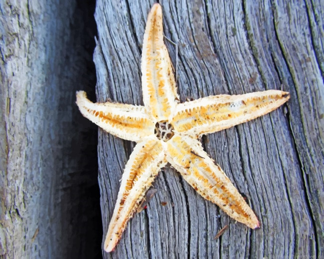 Starfish On Tree Painting By Numberss.png