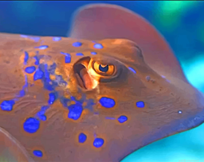 Stingray Painting By Numbers.png