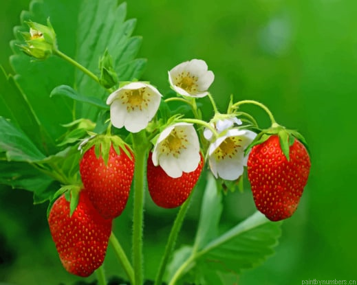Strawberries With Flowers Fruits Painting By Numberss.png