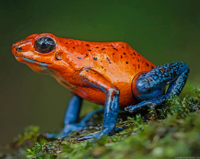 Strawberry Poison Dart Frog Animals Painting By Numberss.png