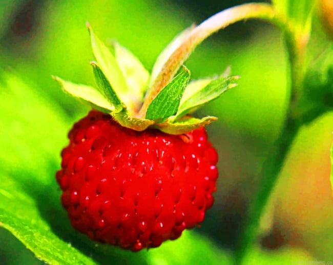 Strawberry Ripe Fruits Painting By Numberss.png