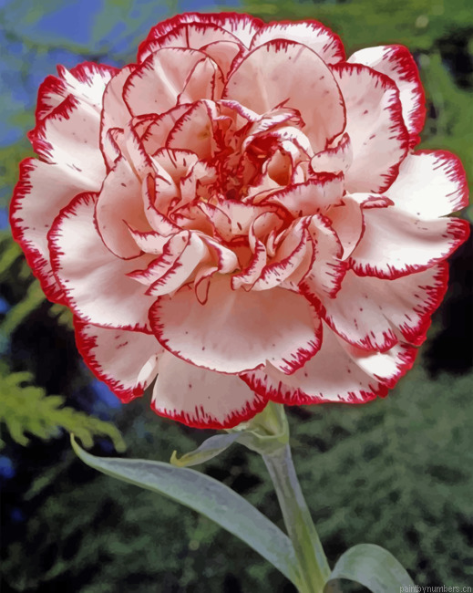 Striped Carnation Painting By Numbers.png