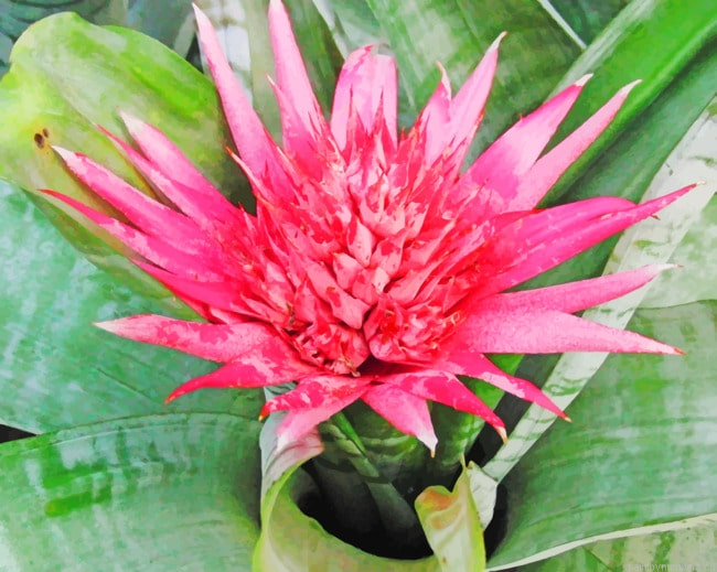 Striped Plant With Pink Flower Painting By Numberss.png