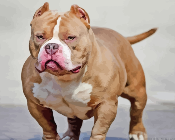 Strong American Bully Painting By Numberss.png