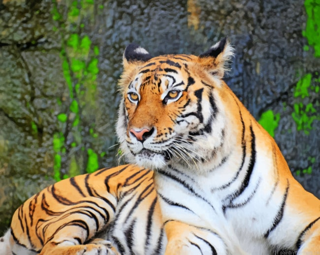 Strong Tiger Animals Painting By Numberss.png