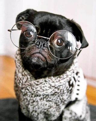 Stylish Black Pug Painting By Numbers.png