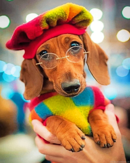 Stylish Dachshund Painting By Numberss.png