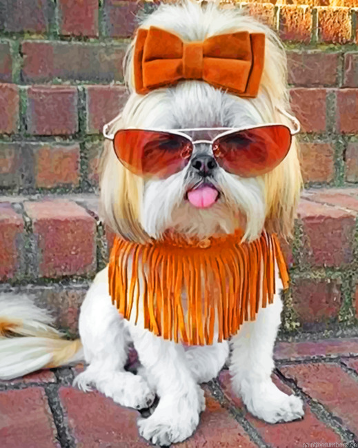 Stylish Shih Tzu Painting By Numbers.png
