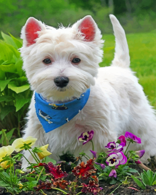 Stylish West Highland White Terrier Painting By Numberss.png