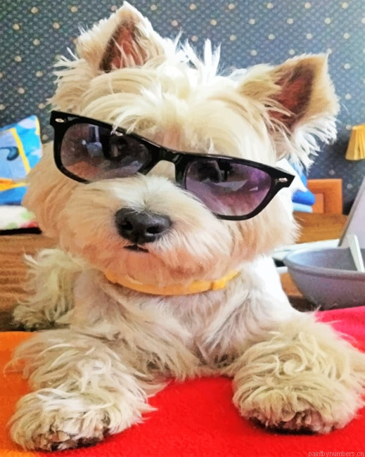 Stylish Westie Painting By Numbers.png