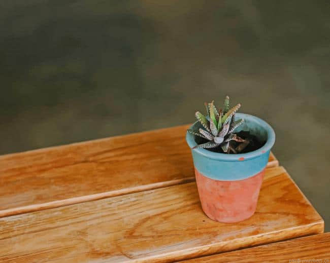 Succulent In Pot Plants Painting By Numberss.png