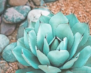 Succulent Near Rocks Painting By Numbers.png