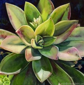 Succulent Plant Painting By Numbers.png