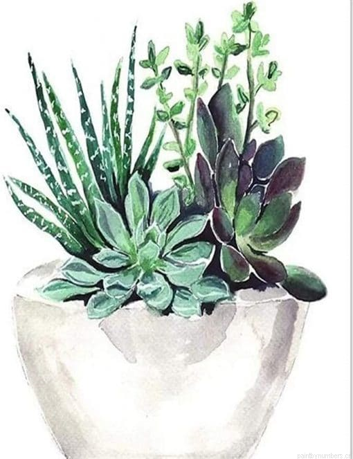 Succulent Pot Plants Painting By Numberss.png