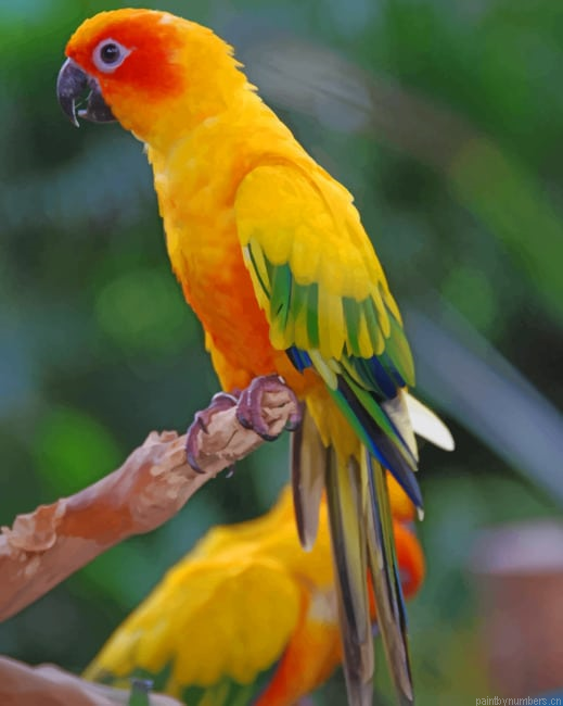 Sulphur Breasted Parakeet Parrot Birds Painting By Numberss.png