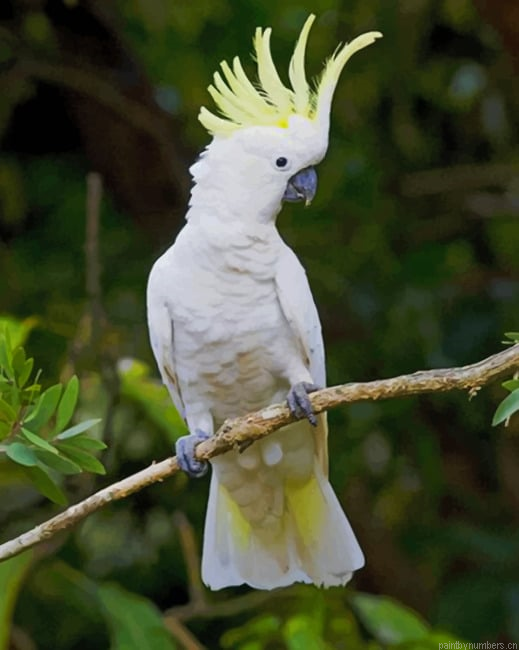 Sulphur Crested Cockatoo On Tree Painting By Numberss.png