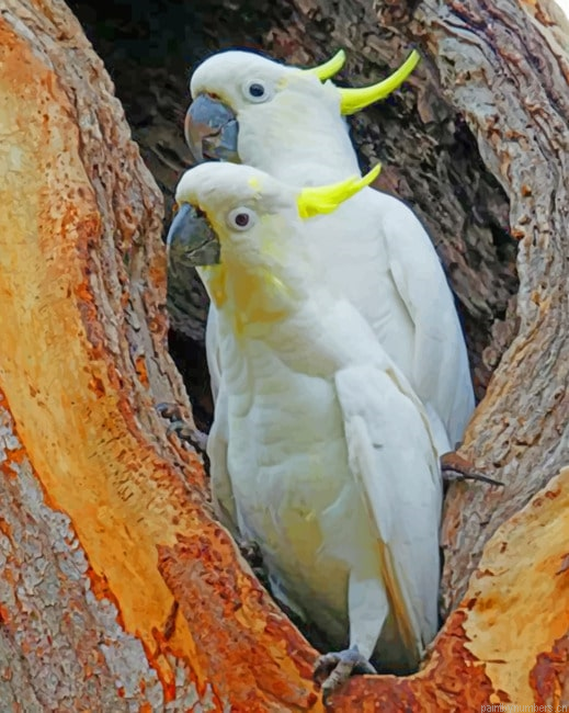 Sulphur Crested Cockatoo Painting By Numberss.png