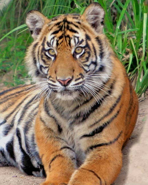 Sumatran Tiger Animals Painting By Numberss.png