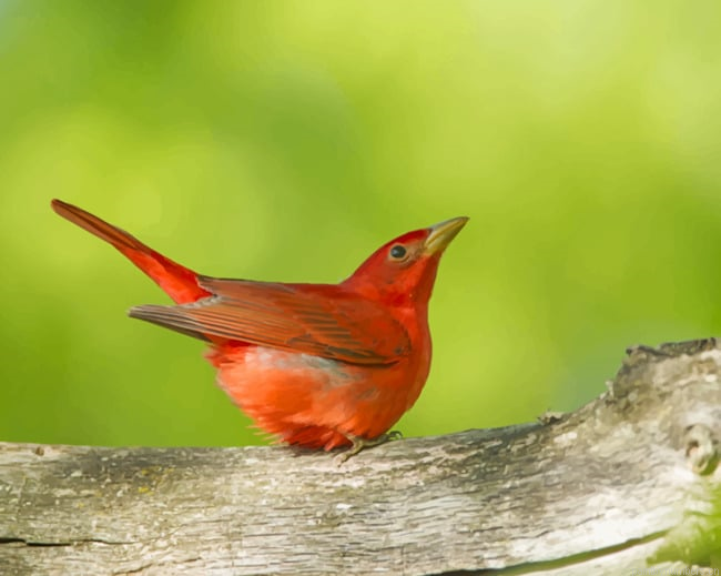 Summer Tanager Bird Painting By Numberss.png