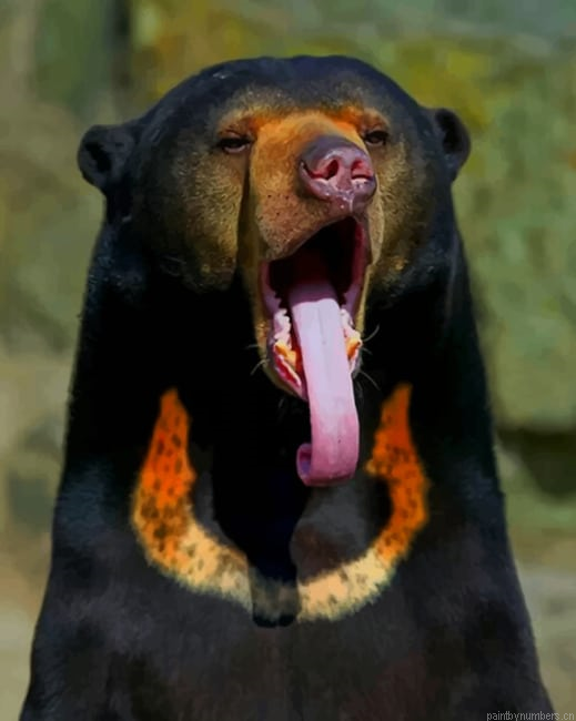 Sun Bear Animals Painting By Numberss.png