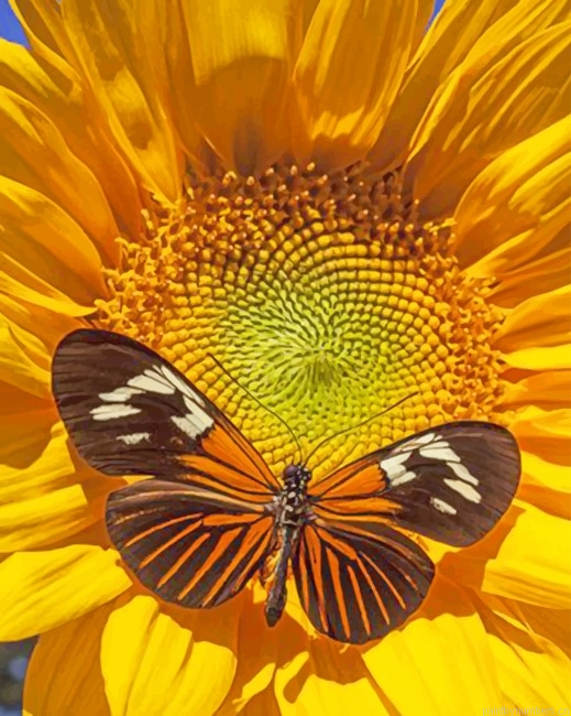 Sunflower Butterfly Insects Painting By Numberss.png