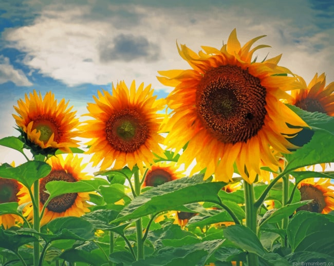 Sunflower Field Painting By Numberss.png