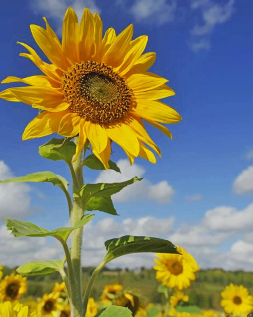 Sunflower Field Plants Painting By Numberss.png
