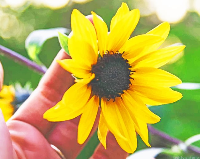 Sunflower In Hand Painting By Numberss.png