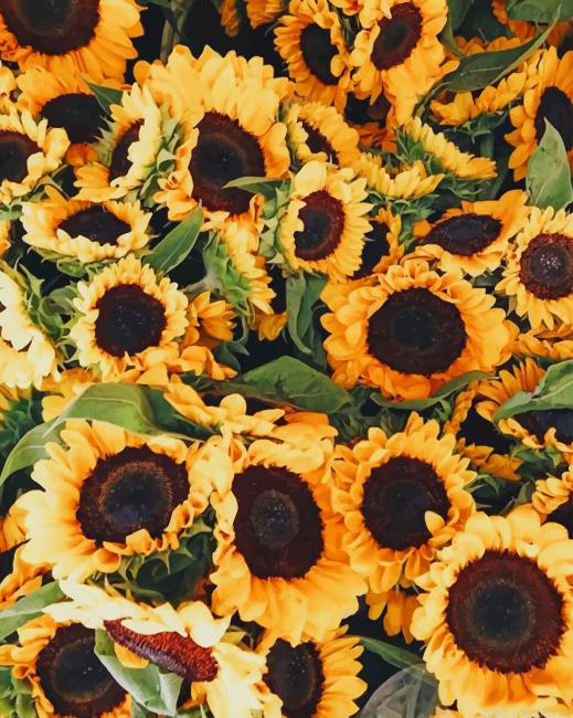 Sunflowers Painting By Numberss.png
