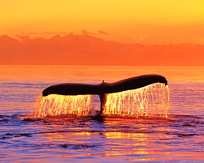 Sunset Whale Fluke Animals Painting By Numbers.png