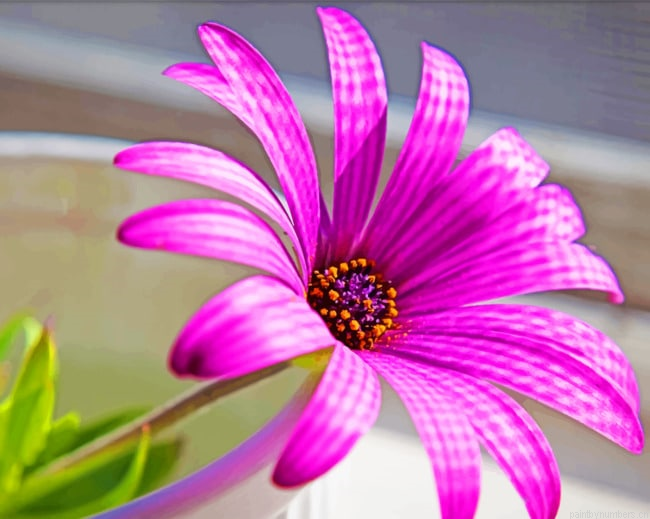 Superb Purple Flower Painting By Numberss.png