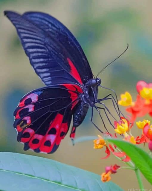 Swallowtail Butterfly Insects Painting By Numberss.png