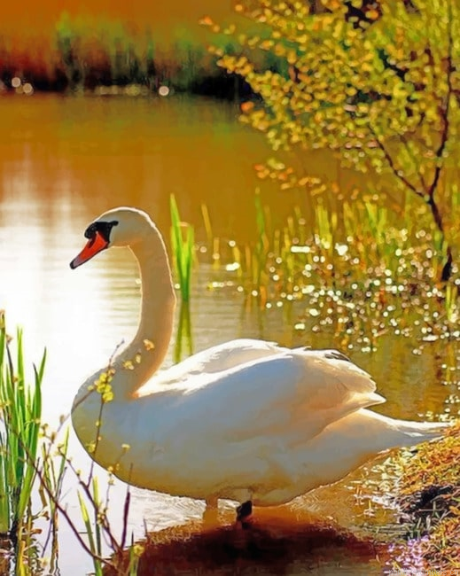 Swan In A Lake Birds Painting By Numberss.png