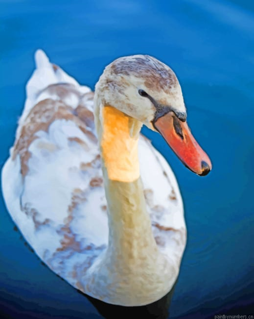 Swans Duck Birds Painting By Numberss.png