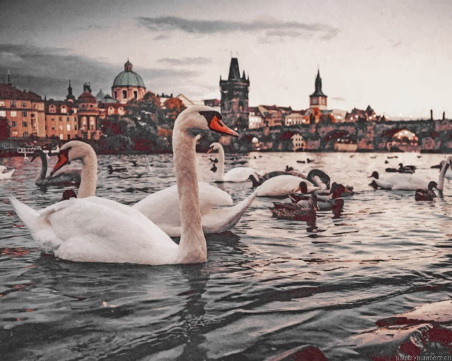 Swans Near Charles Bridge Birds Painting By Numberss.png