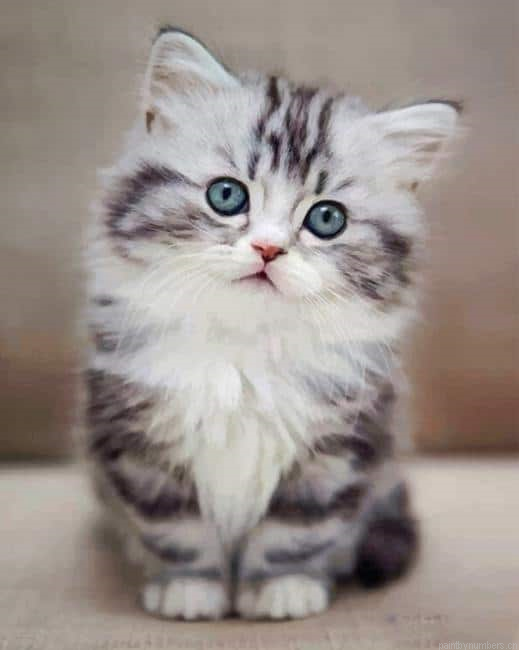 Sweet Baby Cat Animals Painting By Numberss.png