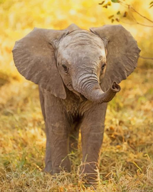 Sweet Baby Elephant Animals Painting By Numberss.png