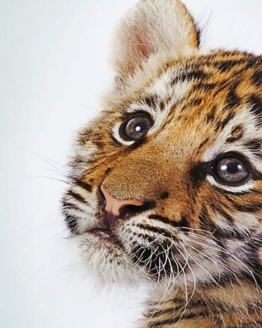 Sweet Baby Face Tiger Animals Painting By Numberss.png